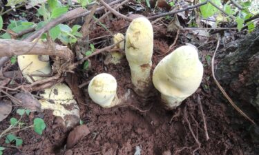 D. rex's fruiting bodies are pale yellow at first but gradually darken as the fungus matures.