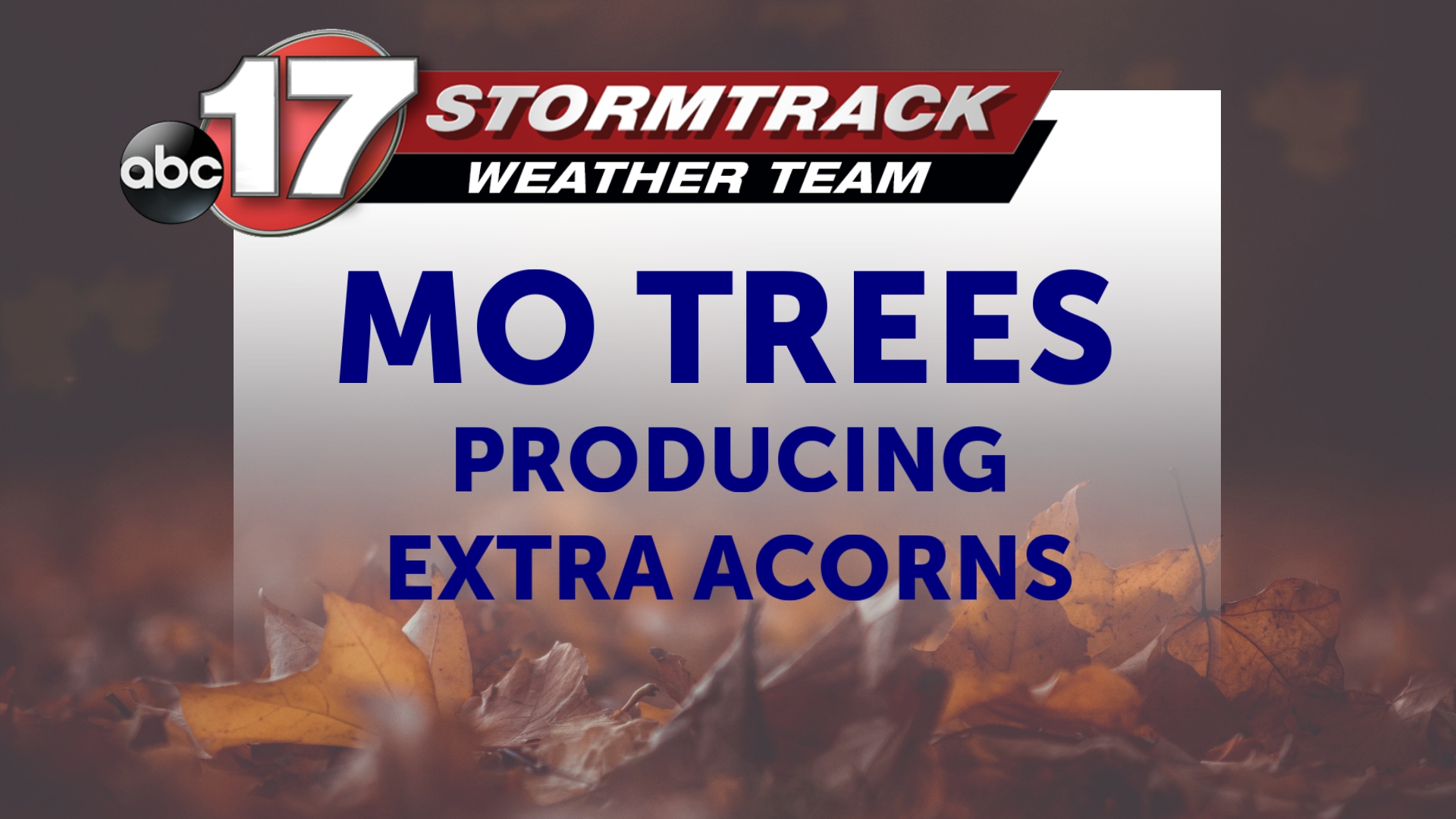 Missouri trees producing more acorns during mast year